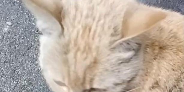 小土猫不吃饭光吃猫粮的原因是什么？