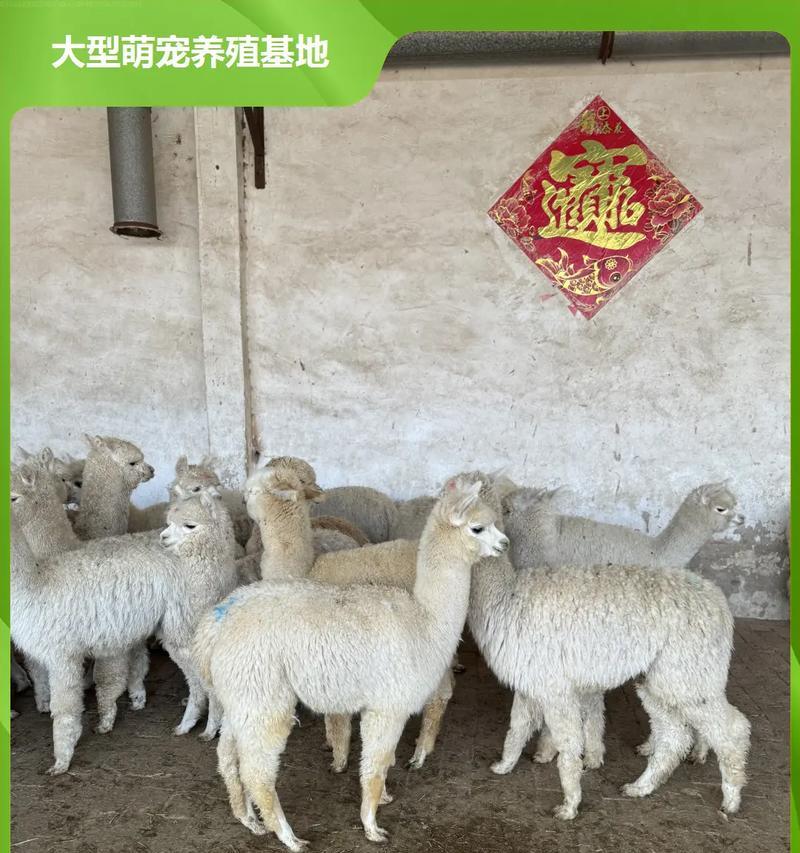 重庆羊驼怎么购买？购买渠道及注意事项有哪些？