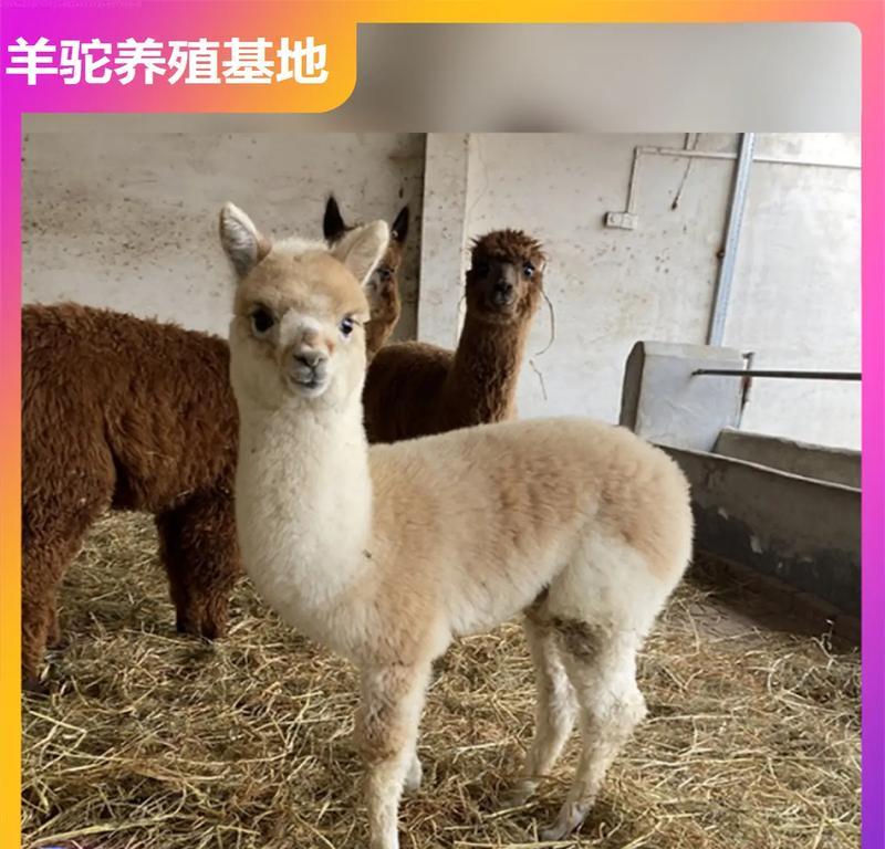重庆羊驼怎么购买？购买渠道及注意事项有哪些？