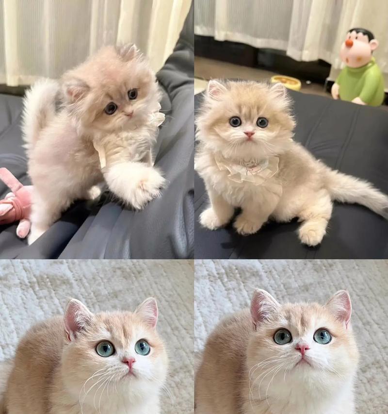 蓝金幼猫应该吃什么猫粮？如何选择性价比高的猫粮？