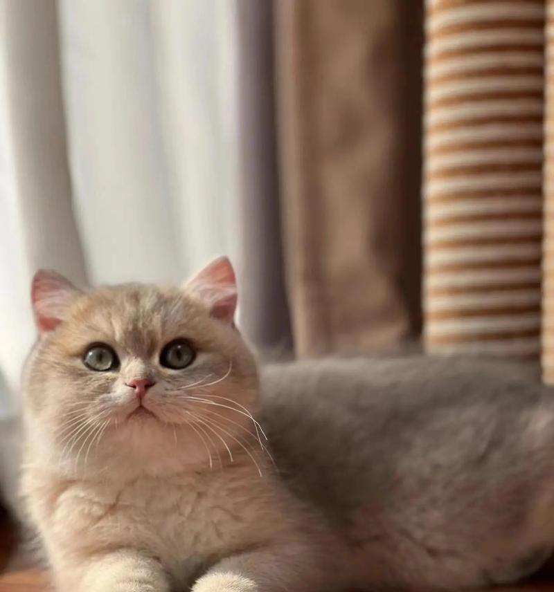 蓝金幼猫应该吃什么猫粮？如何选择性价比高的猫粮？