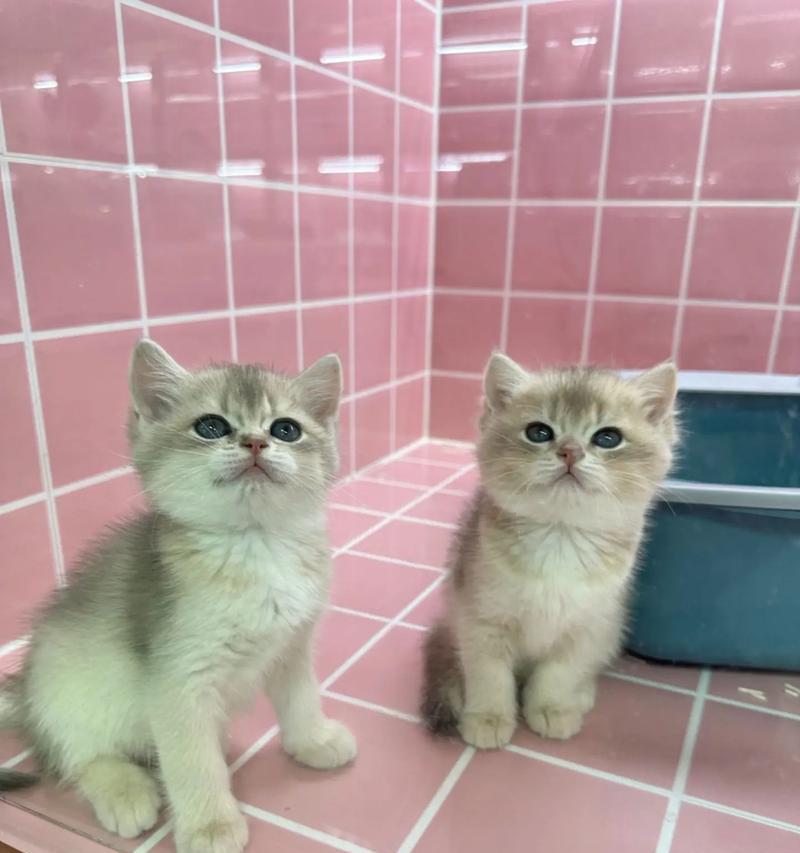蓝金幼猫应该吃什么猫粮？如何选择性价比高的猫粮？