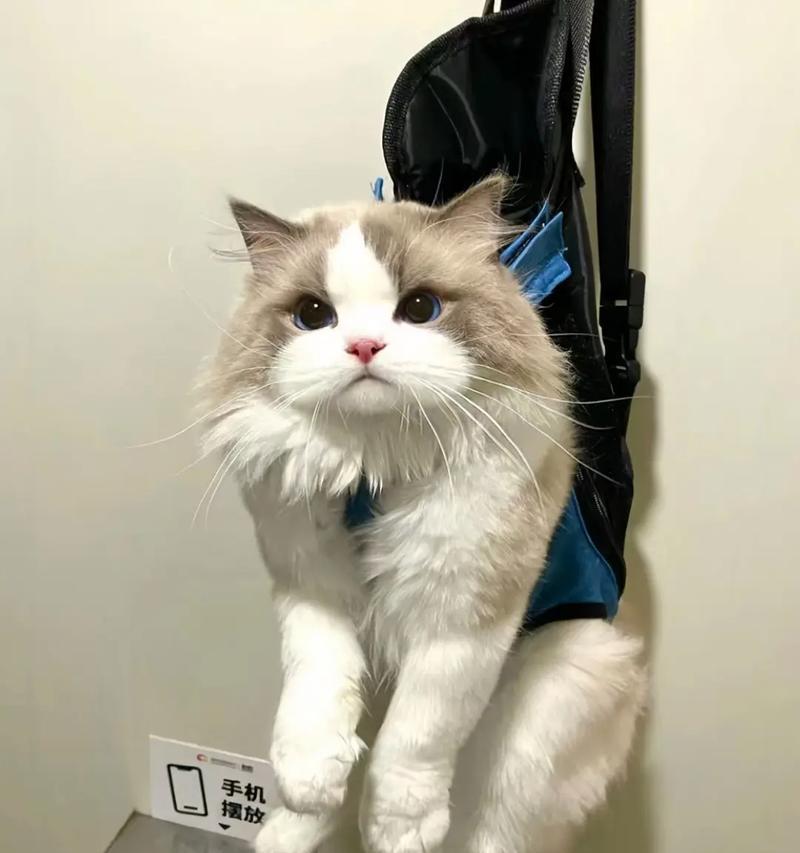 努力赚猫粮的布偶猫有何特别之处？布偶猫为何要努力赚猫粮？
