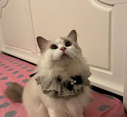努力赚猫粮的布偶猫有何特别之处？布偶猫为何要努力赚猫粮？
