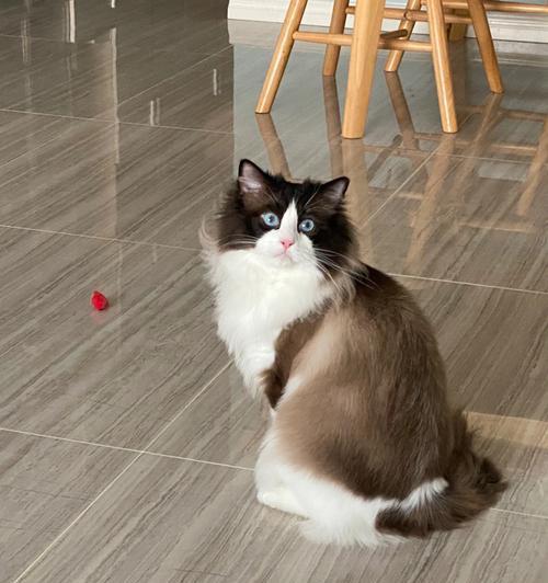 努力赚猫粮的布偶猫有何特别之处？布偶猫为何要努力赚猫粮？