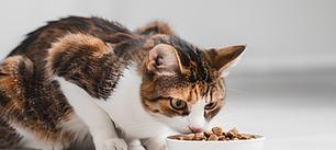 猫为何要躲起来吃猫粮？
