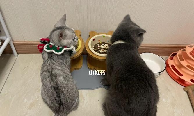 猫为何要躲起来吃猫粮？