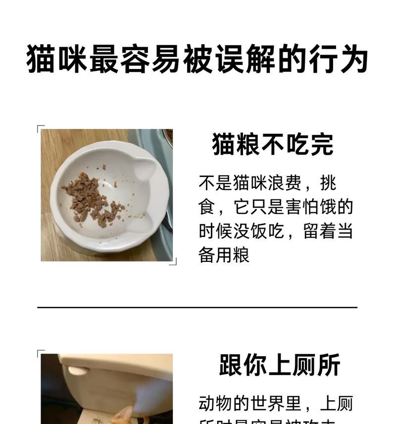 猫咪不饿却频繁吃猫粮的原因？