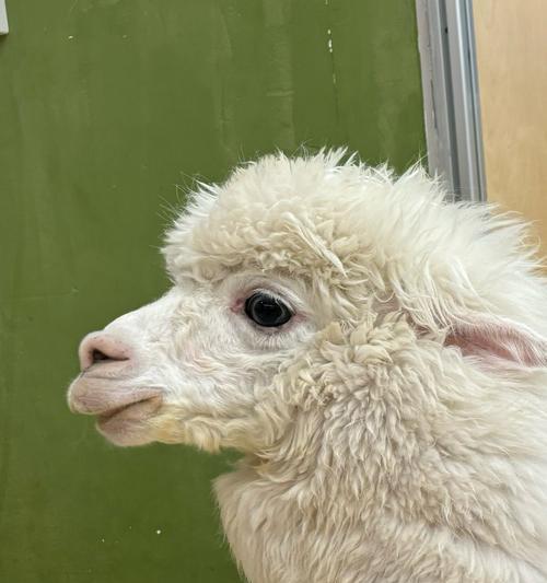 羊驼后腿受伤会有什么后果？如何进行初步处理？