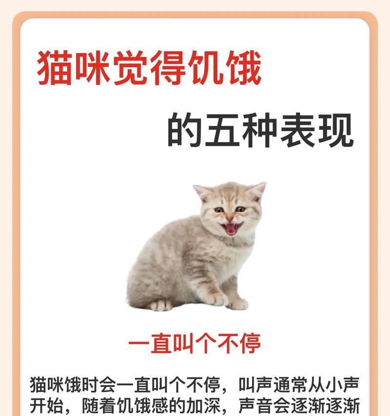 没有猫粮了的猫语怎么说？猫咪表达饥饿的方式有哪些？