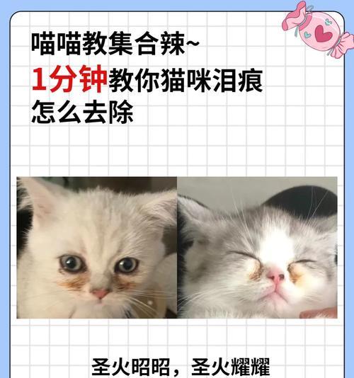 宠物猫粮泪痕怎么去除？日常护理有哪些小技巧？