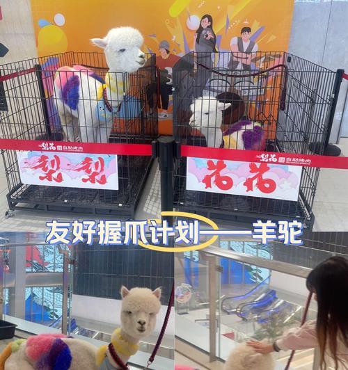 如何训练羊驼适应坐车？训练过程中的注意事项？