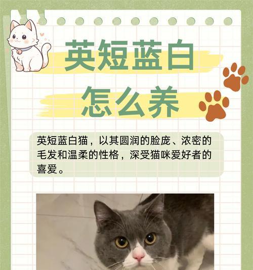蓝眼白猫的猫粮选择和喂食建议？