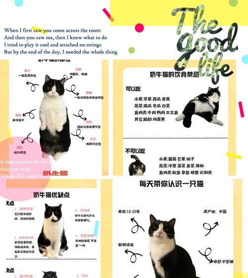 奶牛猫应该搭配哪种猫粮？