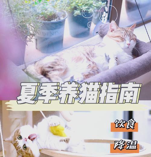 炎热天气如何妥善保存猫粮？
