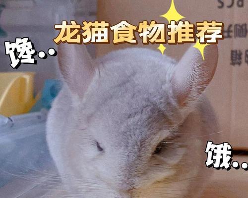 龙猫粮能沾水吗？为什么龙猫粮不能沾水？