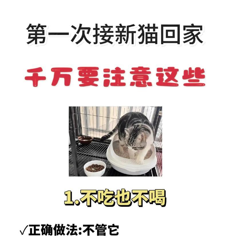 猫吃了新的猫粮没劲了怎么回事？新猫粮适应期的注意事项？
