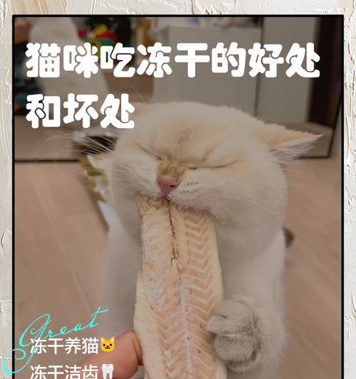 猫咪不敢吃冻干猫粮的原因是什么？