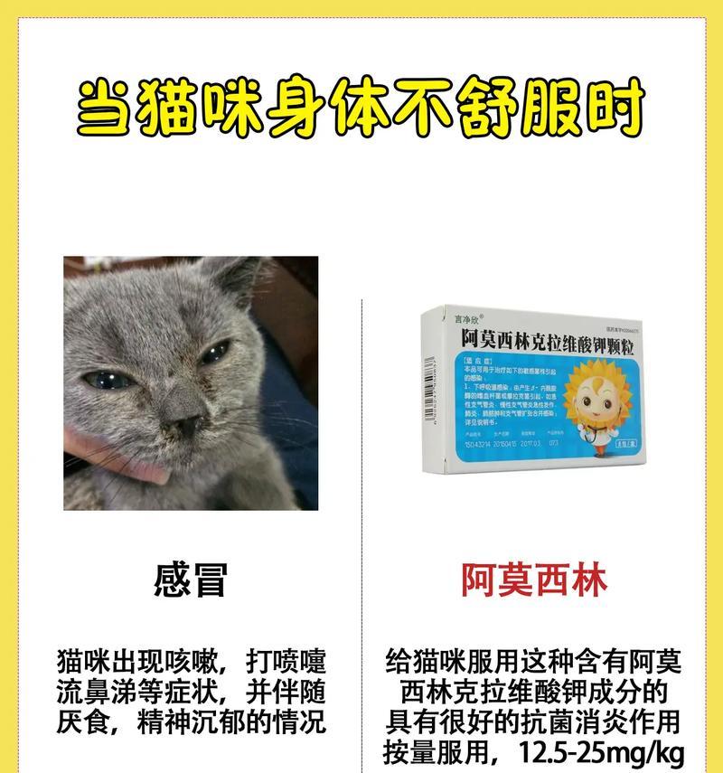 猫不吃猫粮应该吃什么药？如何判断是否需要药物干预？