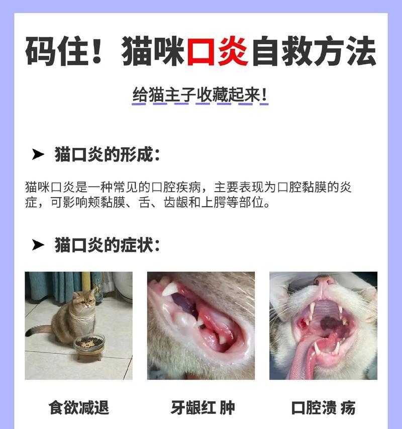 猫粮不慎堵住猫咪呼吸孔应如何处理？