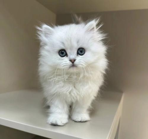 安吉拉猫适合哪种猫粮？