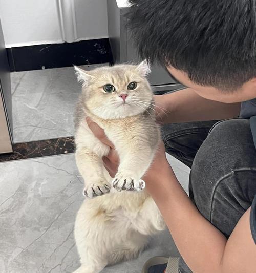 2个月蓝金渐层猫的猫粮选择？如何喂养幼猫？
