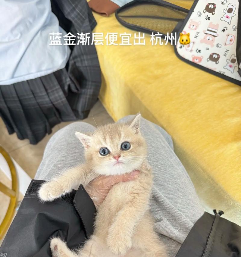 2个月蓝金渐层猫的猫粮选择？如何喂养幼猫？