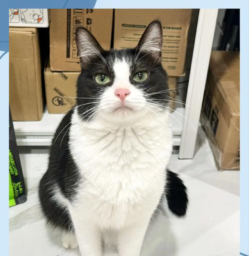 猫咪护着猫粮睡觉是好现象吗？这背后的原因是什么？
