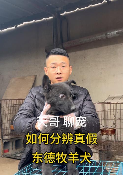 东北德国牧羊犬代购费用是多少？东北德牧代买需要多少钱？
