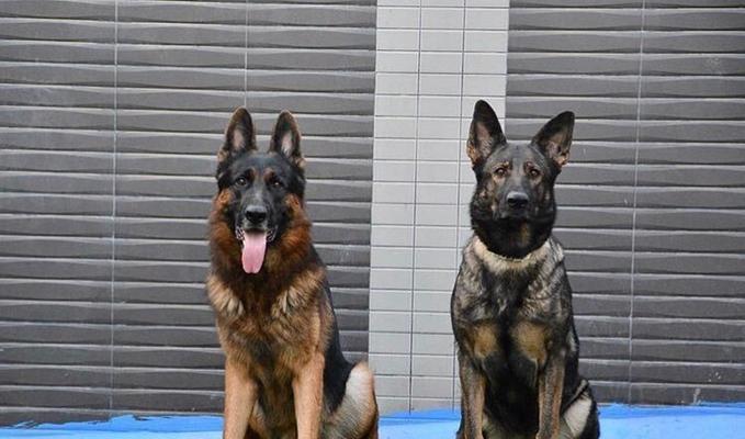 东北德国牧羊犬代购费用是多少？东北德牧代买需要多少钱？