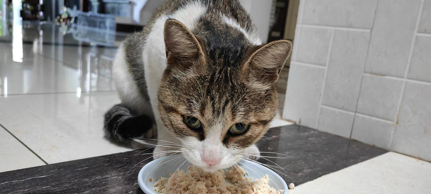 猫为何会跑到家里偷吃猫粮？这是否意味着它们的饮食有问题？