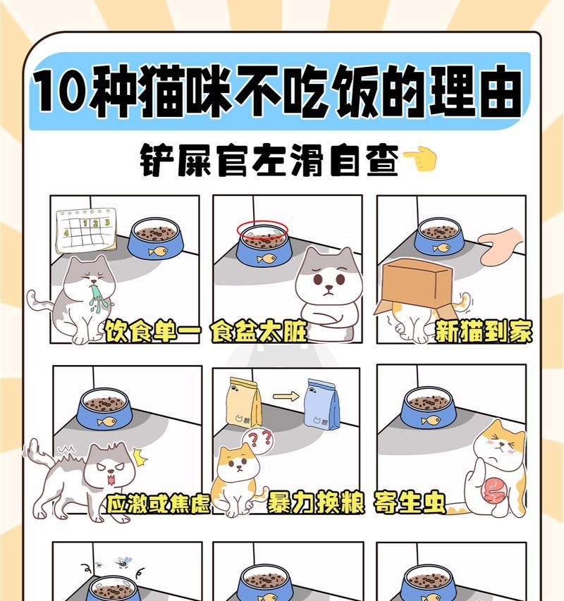 吃了老板的猫粮怎么办？猫咪出现不适症状应如何处理？