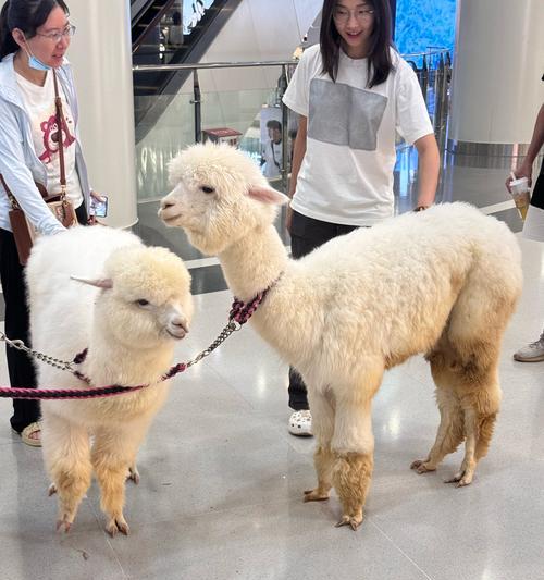 南京花色羊驼价格是多少？购买羊驼需要考虑哪些因素？