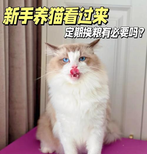 老猫换猫粮需要注意什么？如何平稳过渡到新猫粮？