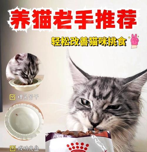 猫粮干湿混喂怎么喂正确？