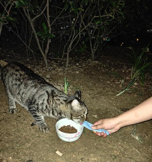 那些流浪猫都吃什么猫粮？流浪猫的饮食习惯是怎样的？