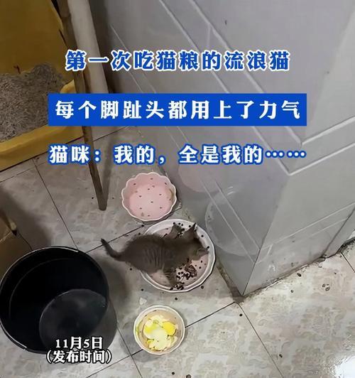 那些流浪猫都吃什么猫粮？流浪猫的饮食习惯是怎样的？