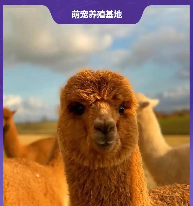 羊驼为何会给人“欠揍”的感觉？这种行为背后的原因是什么？