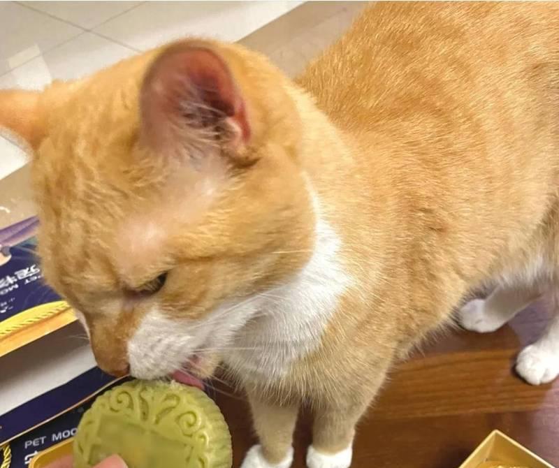 猫咪吃月饼无碍但不吃猫粮会怎样？饮食习惯的影响是什么？