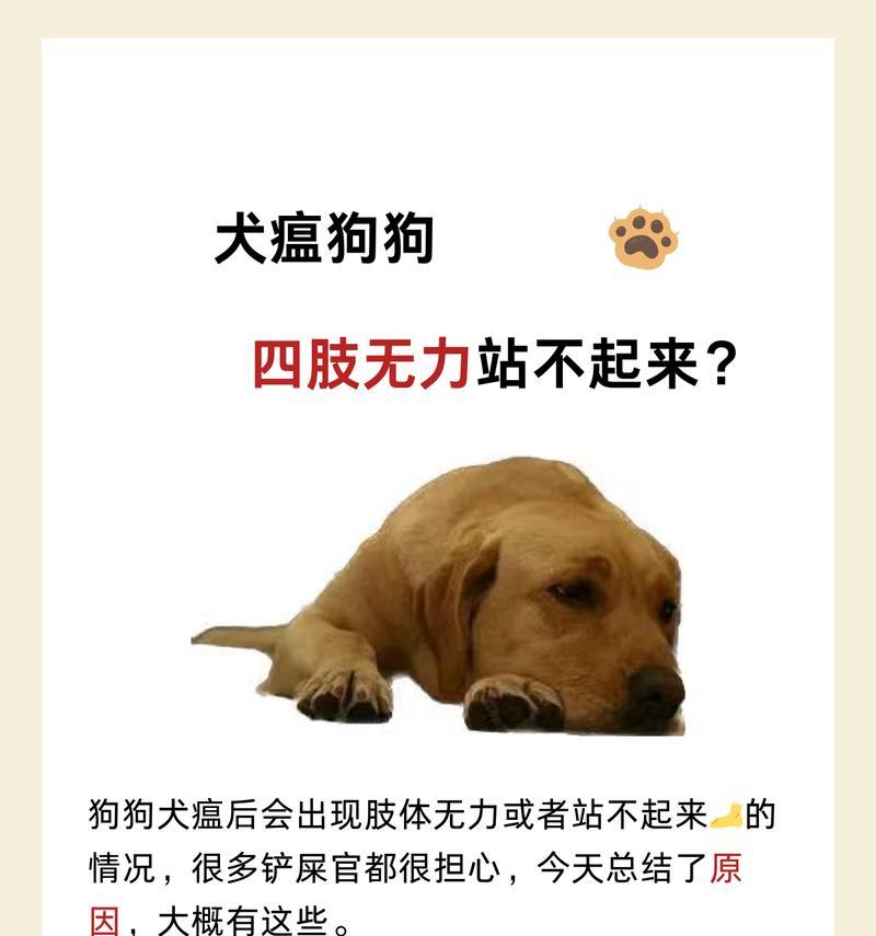 宠物犬感染犬瘟后有哪些症状？如何及时发现和治疗？