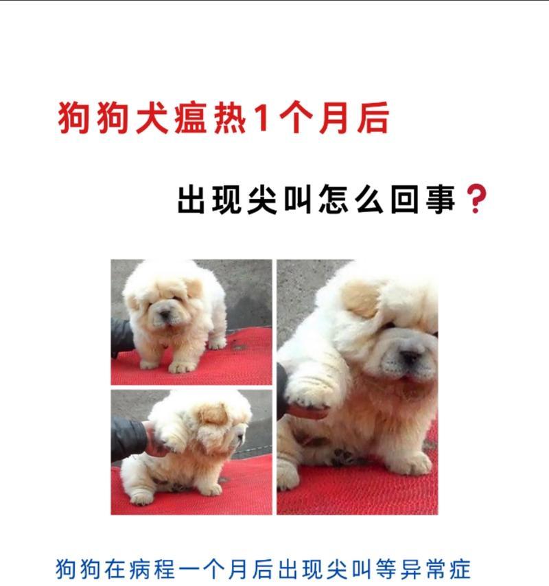 宠物犬感染犬瘟后有哪些症状？如何及时发现和治疗？