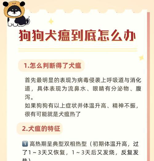 宠物犬感染犬瘟后有哪些症状？如何及时发现和治疗？