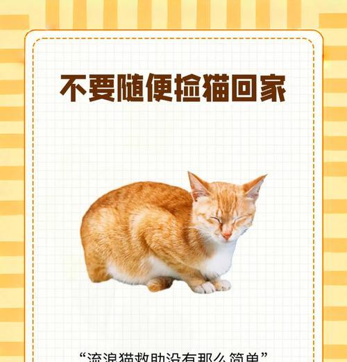 猫咪摔伤后拒食猫粮是何原因？