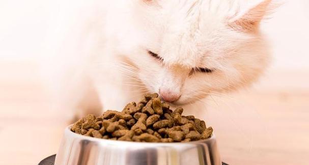 小猫预判猫粮怎么喂？如何正确喂食小猫？