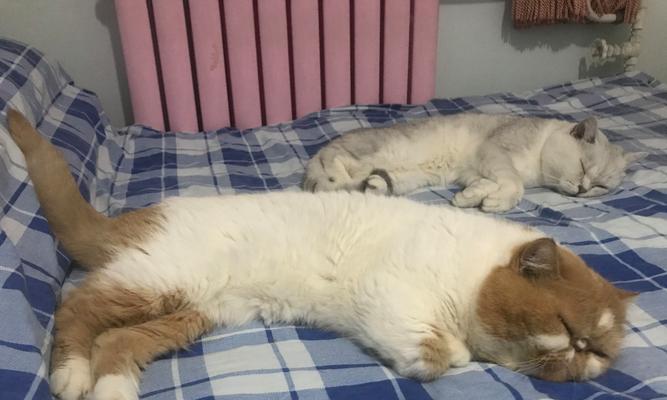 料理机打碎猫粮的方法和注意事项？
