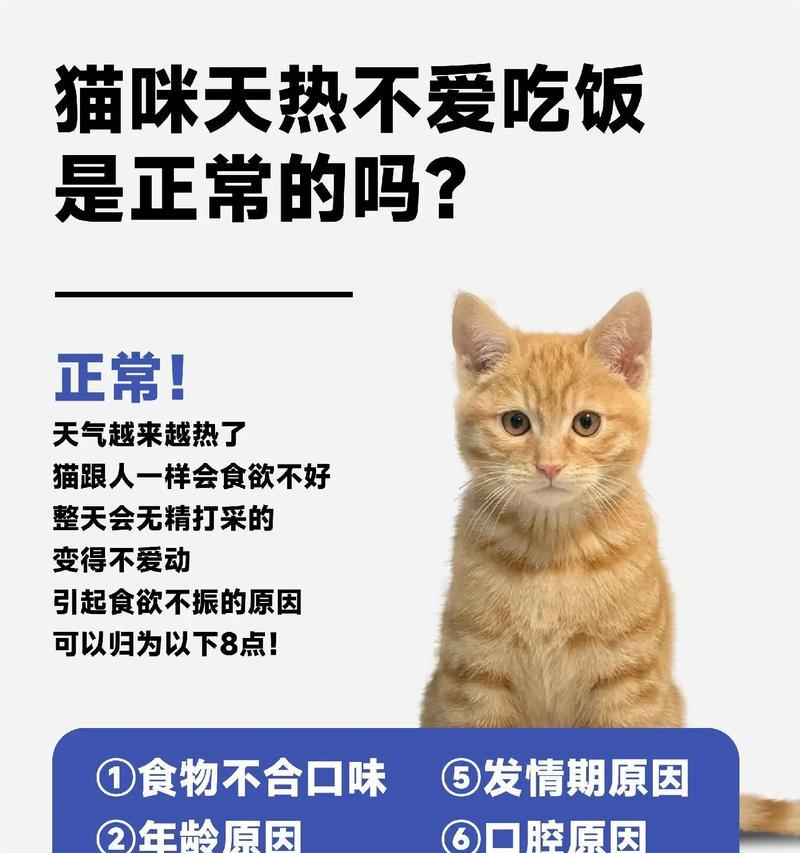 猫咪频繁饮水但食欲减退的原因及应对措施