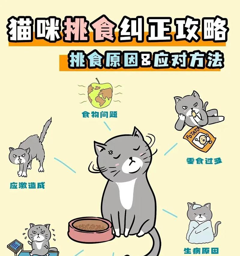 猫咪无法咀嚼硬猫粮的解决方法是什么？