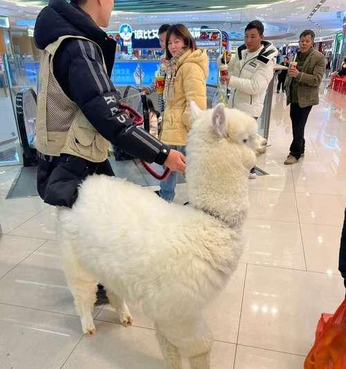 商场看到羊驼好不好呢怎么办？如何与羊驼互动？