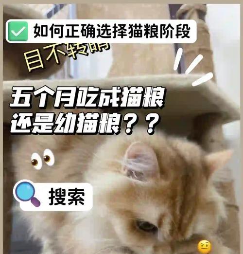 幼猫误食成猫粮会有问题吗？