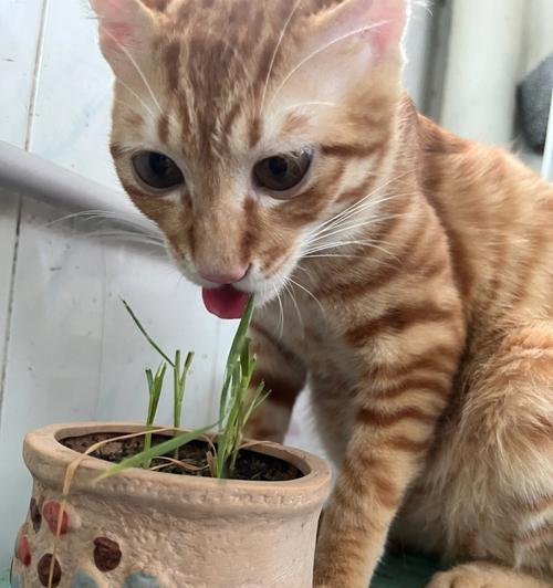 猫咪突然不吃湿粮怎么办？可能的原因是什么？
